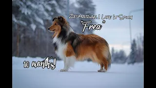 Amazing dog tricks by sheltie Frea | 10months💖