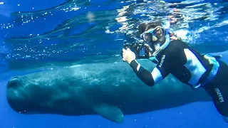 Diving with Sperm Whales- Worlds largest predator!