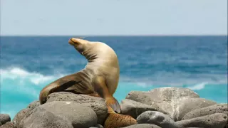 Галапагосские Острова. Тайна Планеты Земля. /Galapagos Islands . The mystery of Planet Earth.