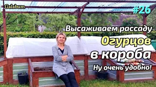 Как высадить рассаду огурцов в открытый грунт.@galabum