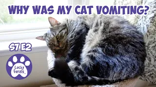 Why Was My Cat Vomiting? - S7 E2 - Life With 11 Cats - Lucky Ferals Vlog