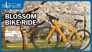 Washington DC Cherry Blossom Bike Ride 🌸 4K Narrated