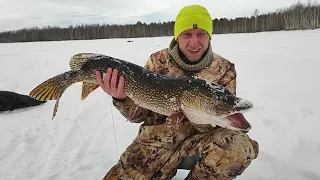 Весенняя Рыбалка с Ночёвкой, На Жерлицы! ТАКОГО КЛЁВА ОГРОМНОЙ РЫБЫ МЫ НЕ ОЖИДАЛИ!