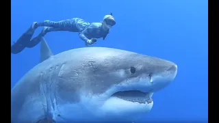 Top 10 Best Shark Species