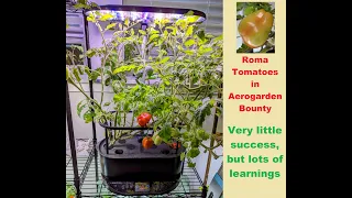 Roma Tomatoes growing in Aerogarden Bounty | Hydroponics