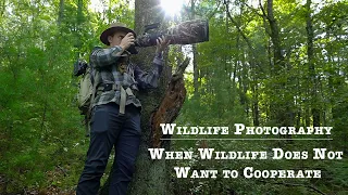 Wildlife Photography: When Wildlife Does Not Cooperate