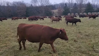 Gregs grazing tip grazed, 60 day rested stockpiled fescue/clover sward.