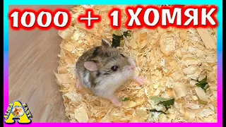 НОВЫЙ Хомячок / Для кого Приехал Жених? / Alisa Easy Pets