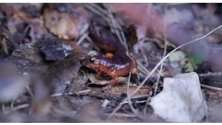 Science Today: Saving Salamanders | California Academy of Sciences