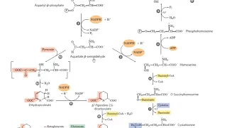 Amino Acid anabolism Lec 2