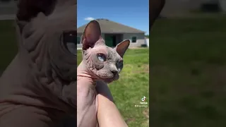 Kitty vs dragonfly 🐾 #sphynx #cat