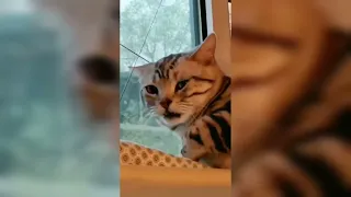 Melhor dublagem OMG So Cute Cats Best♥️Funny Cat Videos 2021#02 | JHON PETS #Short #Shorts