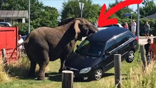 Elephant vs Cars Compilation