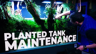 Planted Tank MAINTENANCE | Trimming Our 450-liter JUNGLE Aquascape