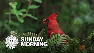 Nature: Birds singing (extended cut)