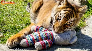 Подарили тигру кота - У ТИГРА РАДОСТЬ на весь день! Тайган.