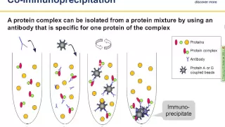 Immunoprecipitation (IP) principles and troubleshooting