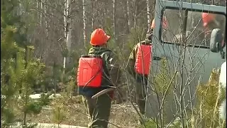 Ситуация с лесными пожарами в Югре под контролем
