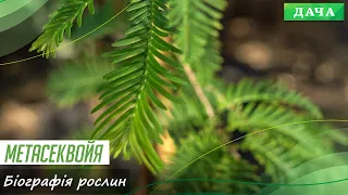 Метасеквойя. Які відмінності між різними сортами? Особливості вирощування та лайфхаки по догляду.