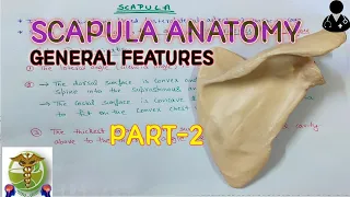 scapula anatomy l General features l PART-2