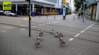 german ducks stop on red light an go on green lights Enten Saarbrücken