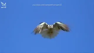 Russian Nikolaevsky & Kurski Highflyer Pigeons Kabootar.