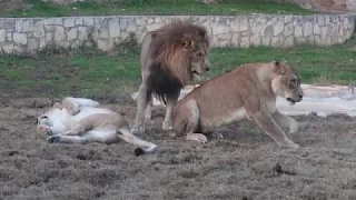 Animal Attack: Jealous Lion?