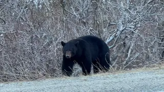 Living Alaska ~ An Unexpected Journey ~ Nordland 49