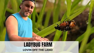 DIY LADYBUG FARM - Build Your Anti-Aphid Army // Home Gardening Hacks