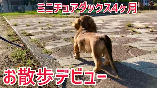 【お散歩デビュー】ミニチュアダックスの子犬、初めてのお散歩vlog