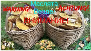 Маслята и сыроежки кругом!грибное сумашествие продолжается!ходить было сложно!тихая охота май.2023!