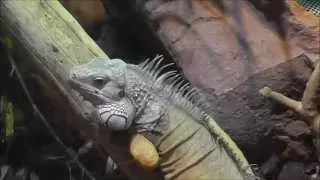 Grüner Leguan (Iguana iguana) - Green iguana - Haus des Meeres