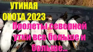 Утиная охота 2023. За сутки до снегопада.