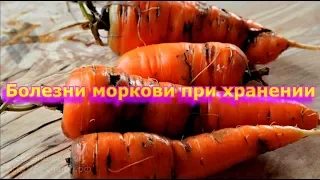 Болезни моркови.