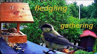 GOAT - "Gathering of Ancient Tribes" (gathering fledglings cctv)