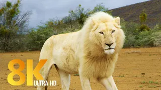 Sanbona Wildlife Reserve - 8K Wildlife Film - Amazing Animals & Nature of South Africa + Music