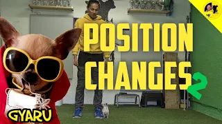 Chihuahua Obedience. Position Changes.