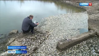 Массовую гибель рыбы в водоёмах Хабаровского района зафиксировали экологи