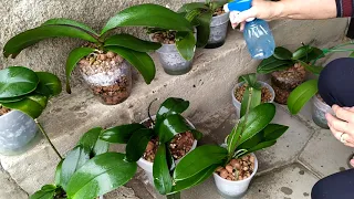 обработка от вредителей орхидей