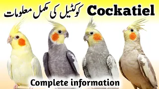 Cockatiel Birds Breeding Tips | Cockatiel Bird Food, Box and Cage Size | Cocktail Parrot Male Female