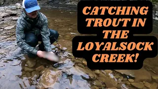 CATCHING TROUT IN THE LOYALSOCK CREEK!