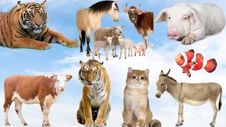 Funny animals, animals sounds Dog, Bear, Pig, Puppy, Duck, Elephant, Antelope, Cat, Capybara, Kitten