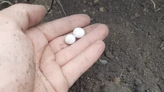 Как выглядят яйца ящерицы!