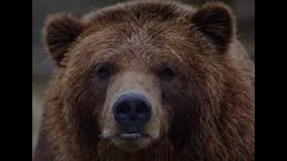 Brown Bear Stalked This Alaskan Miner For  Week