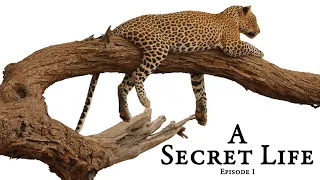 A Secret Life - Part 1