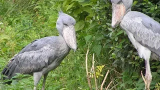 Tandoff Between a Black Swan and Shoebill Stork