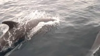 Playful Dolphins Swim Next To Boat