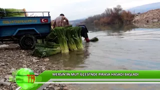 Mersin'de pırasa hasadı