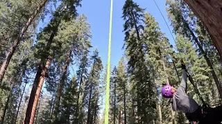 Video: Scientists climb California's General Sherman Tree, largest tree on Earth