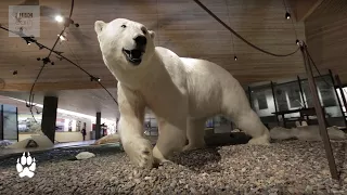 5 Things To Do In Svalbard | Earth Unplugged